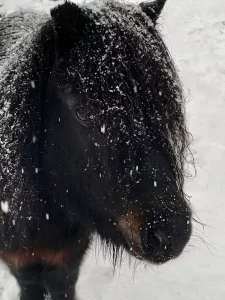 Ein zotteliges schwarzes Pferd steht im Schneegestöber