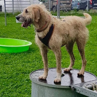 Ein hellbrauner Hund steht auf einem Fass 