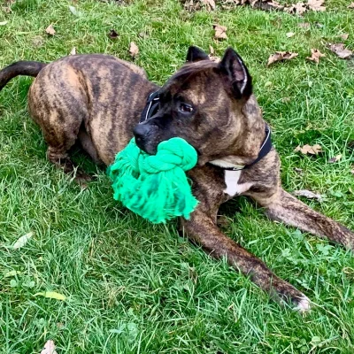 Ein brauner Hund mit Spielzeug im Maul