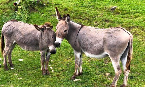 Zwei Esel von oben, stehend auf grünem Gras