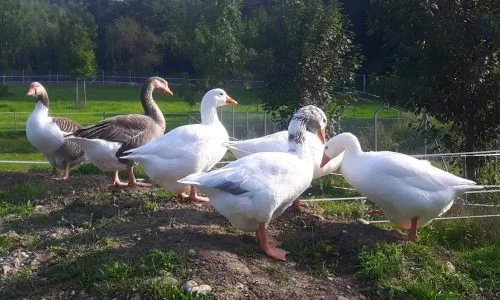 Eine Schar weißer und brauner Gänse auf einem Erdhügel
