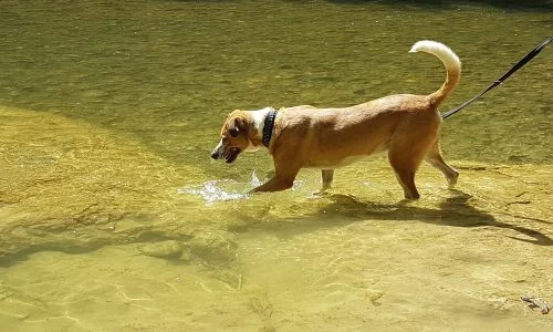 Ein Hund badet im seichten Wasser