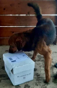 Ein schwarz-brauner Hund riecht an einem Paket