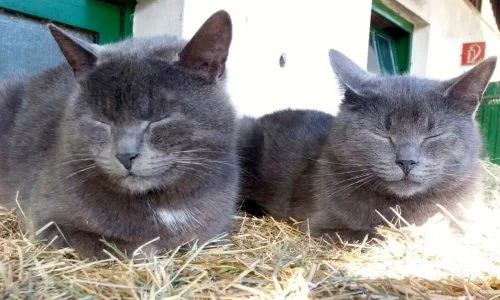 Zwei dunkelgraue Katzen mit geschlossenen Augen 