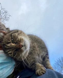 Eine braune Katze schmiegt sich an eine Frau 