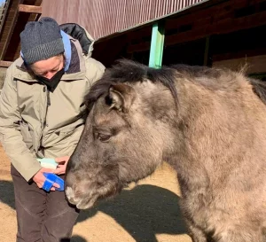 Ein Wildpferd wird gestriegelt