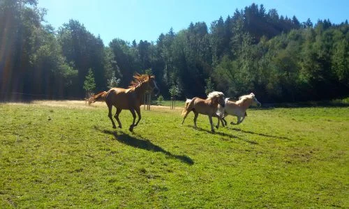 Drei Pferde galoppieren über eine saftig-grüne Wiese