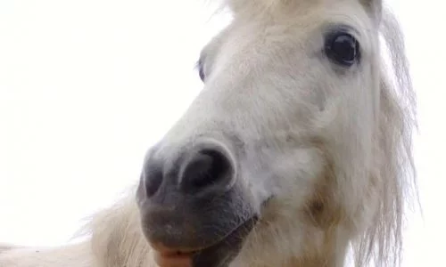 Ein weißes Pony mit dunklem Maul und Augen