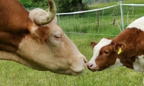 Ein Kalb und eine Kuh beschnuppern sich 