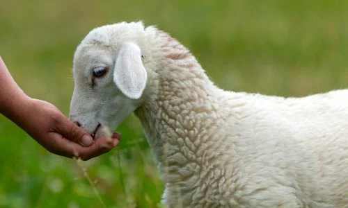 Ein kleines weißes Lamm frisst aus einer Hand