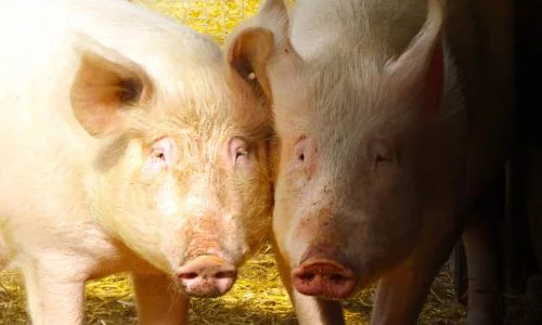 Zwei Schweine blicken in die Kamera