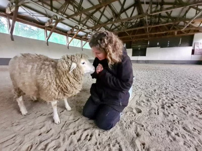 Ein Schaf spielt mit einer Frau in einer Halle