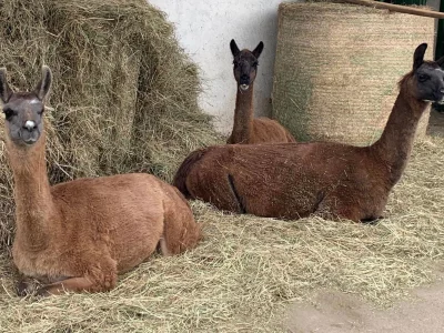 Drei braune Lamas liegen im Heu