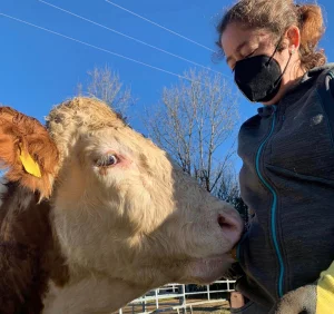 Ein Ochse vor blauem Himmel mit einer Frau 