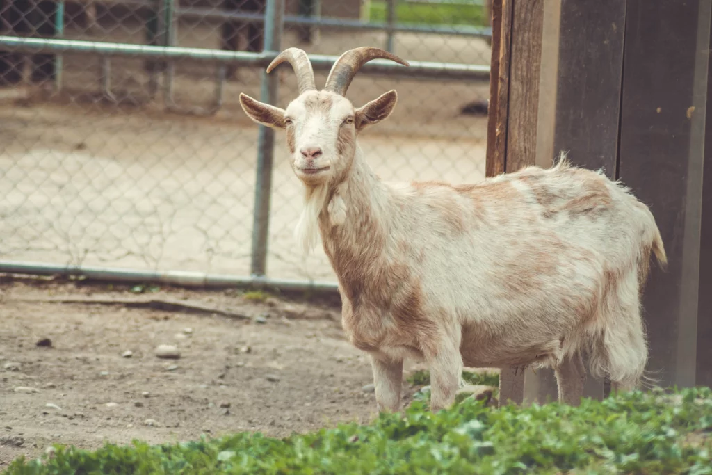 Ein Ziegenbock vor einem Maschendrahtzaun 