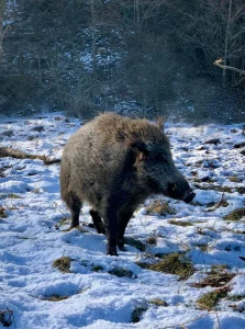 Ein Wildschwein steht im Schnee 
