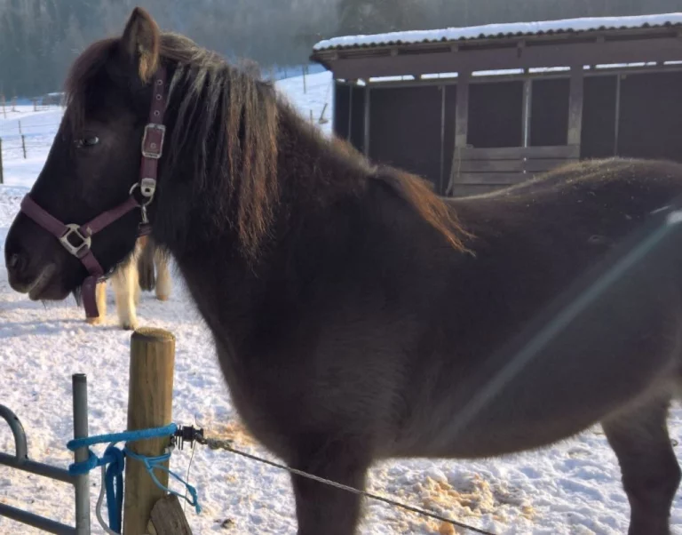 Ein dunkelbraunes Pferd steht auf der Weide 