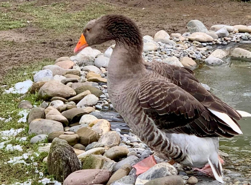 Eine Gans badet in einem kleinen Teich mit Steinen