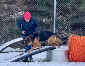 Ein Schäferhund turnt über eine Rampe im Schnee mit einer Person im Hintergrund mit roter Mütze