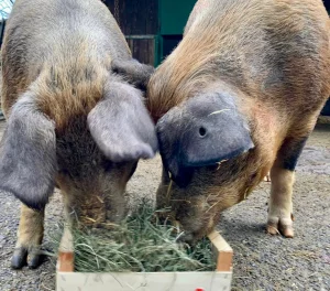Zwei Schweine fressen Heu aus einer Holzkiste