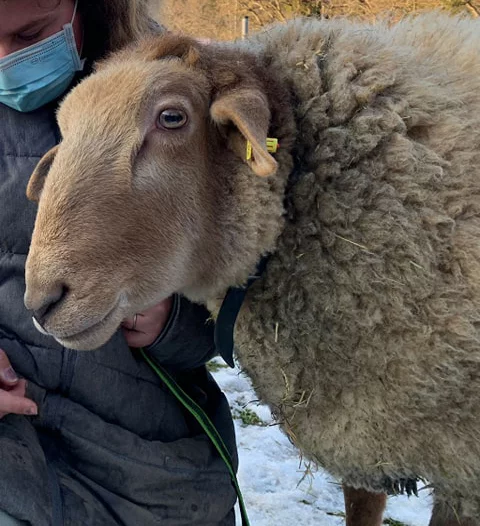 Ein braunes Schaff mit viel Wolle