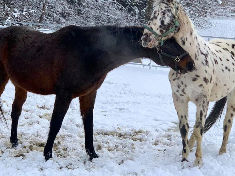Zwei Pferde stehen eng beisammen, einer ist schwarz, der andere weiß mit schwarzen Punkten