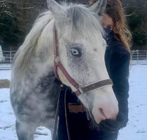 Ein weißer Schimmel mit hellen Augen und braunem Halfter