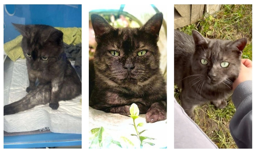 Drei Bilder einer schwarz-grauen Katze mit grünen Augen