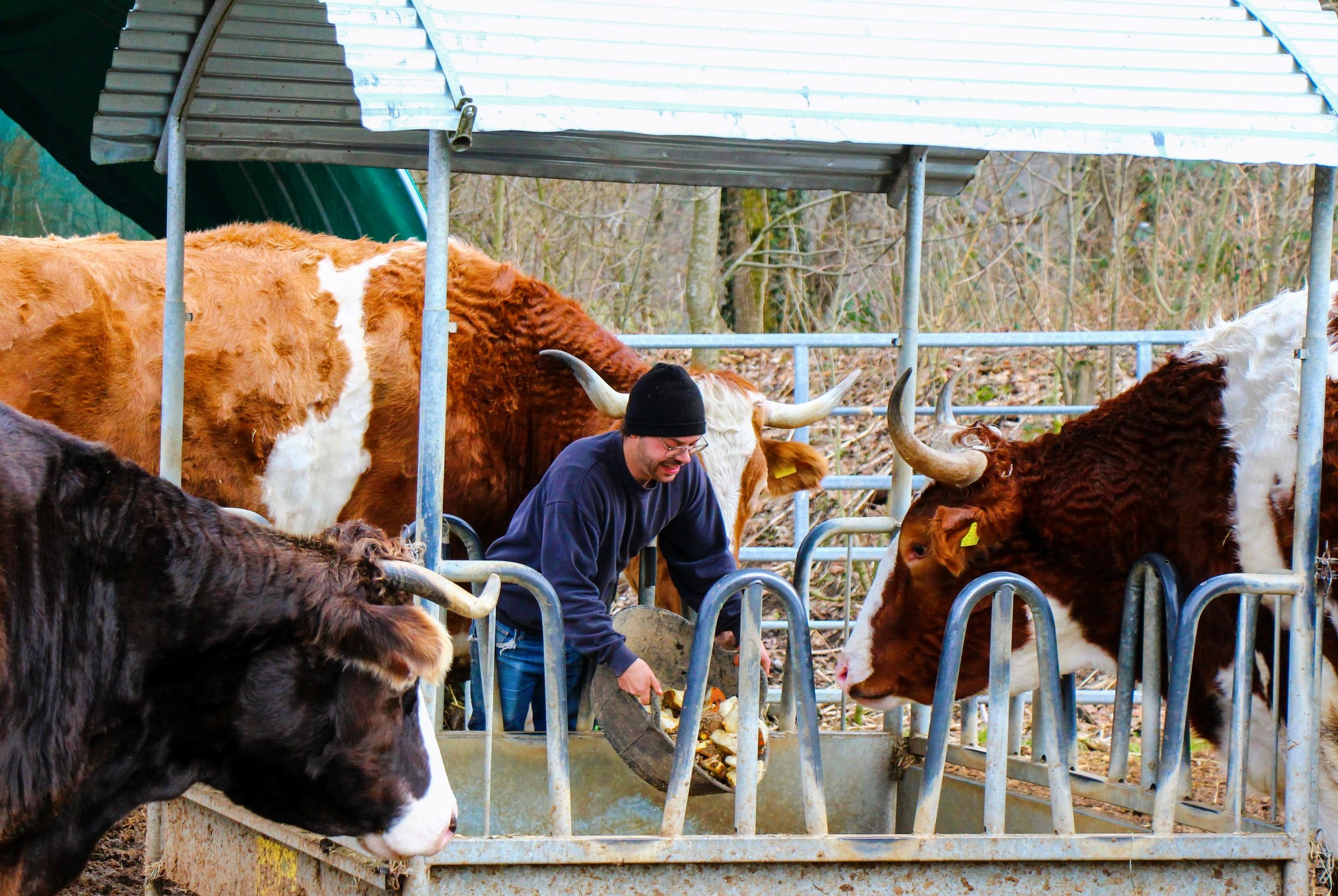 Ein Tierpfleger gibt Futter in einen großen Behälter, umringt von drei großen Kühen