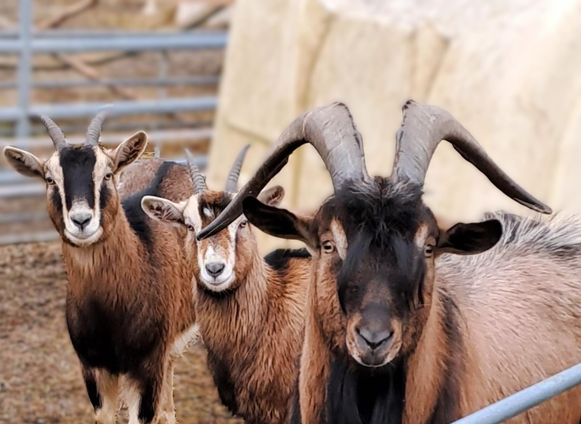 Drei braune Ziegen mit eindrucksvollen Hörnern schauen direkt in die Kamera