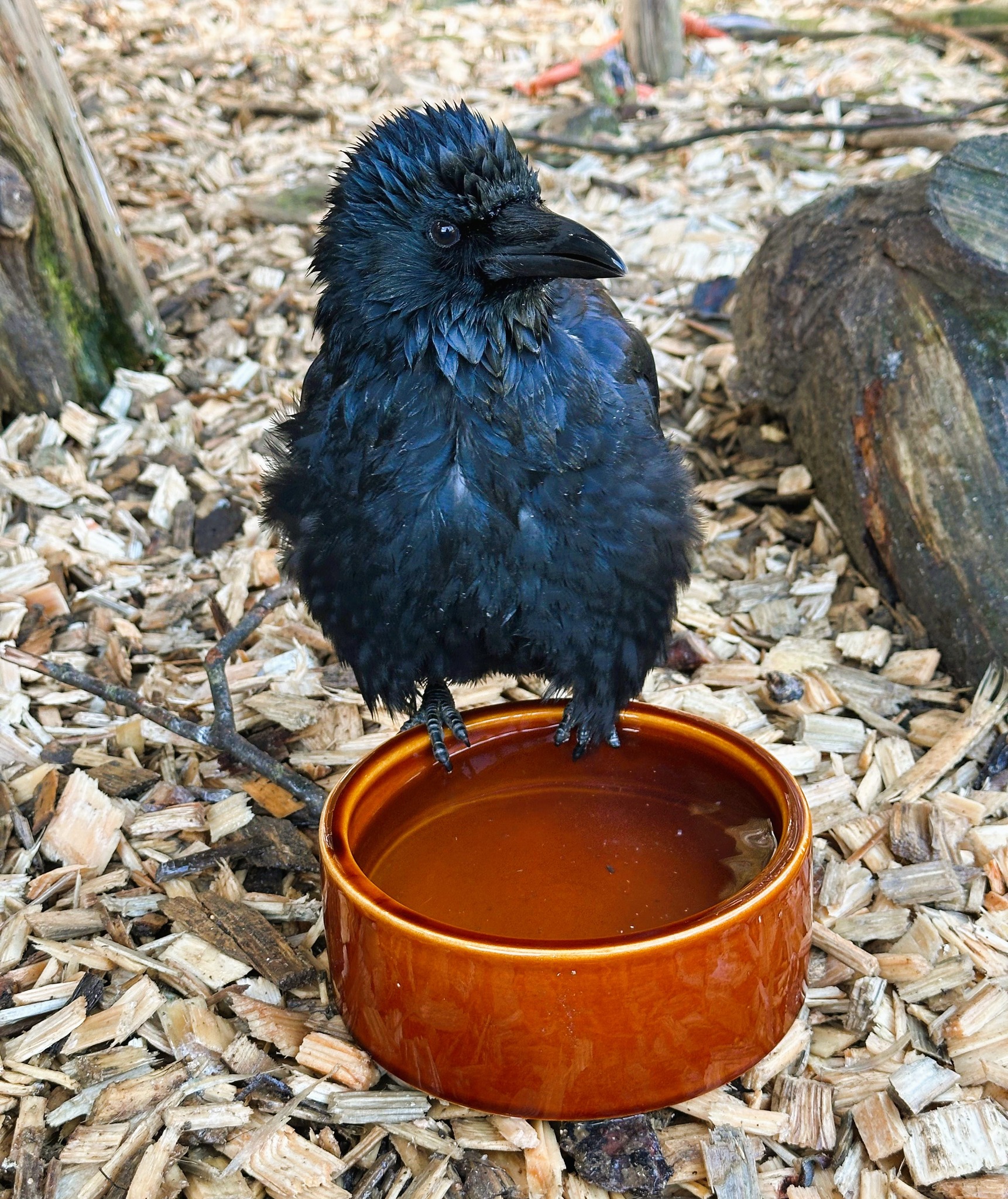 Ein tiefschwarzer Rabe sitzt auf einer braunen Wasserschale