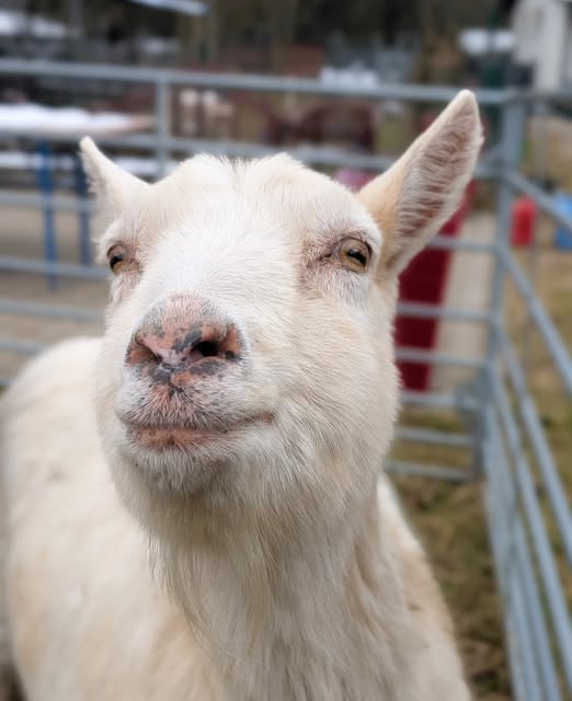 Eine weiße Ziege schaut schelmisch in die Kamera