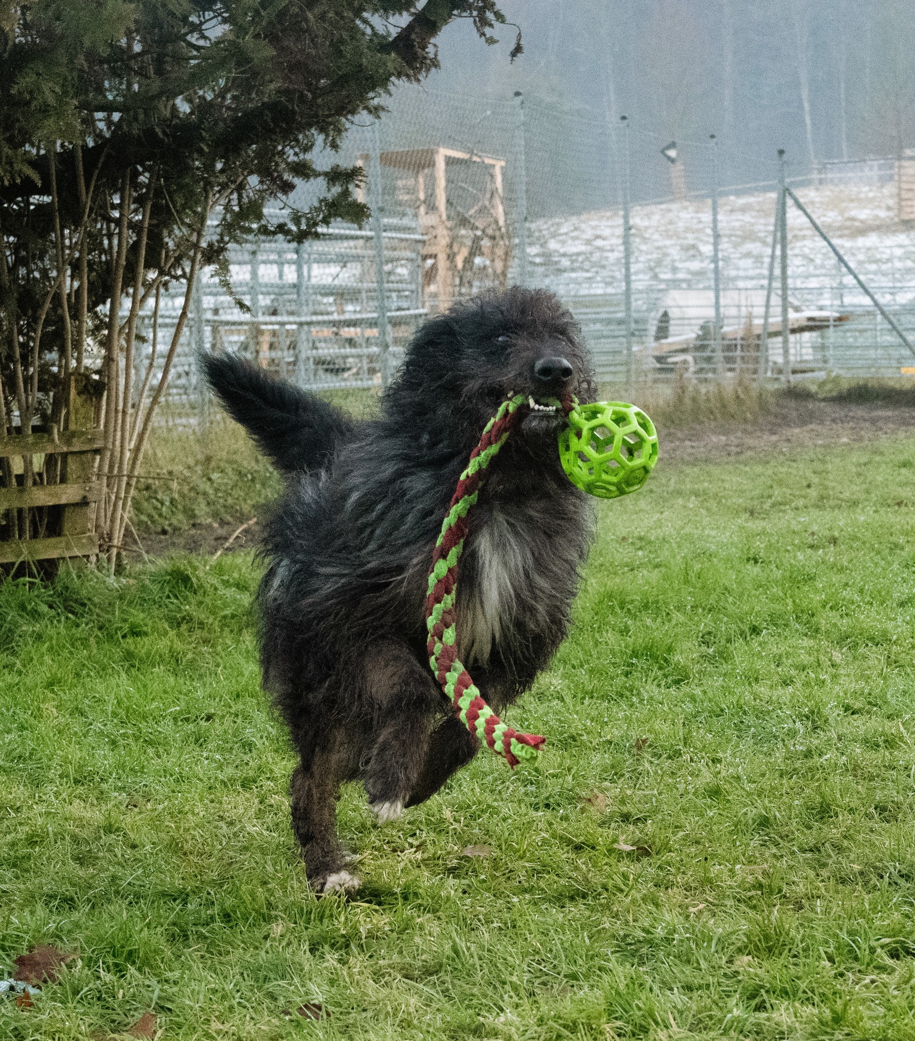 Ein zotteliger Hund mit hellgrünem Ball 