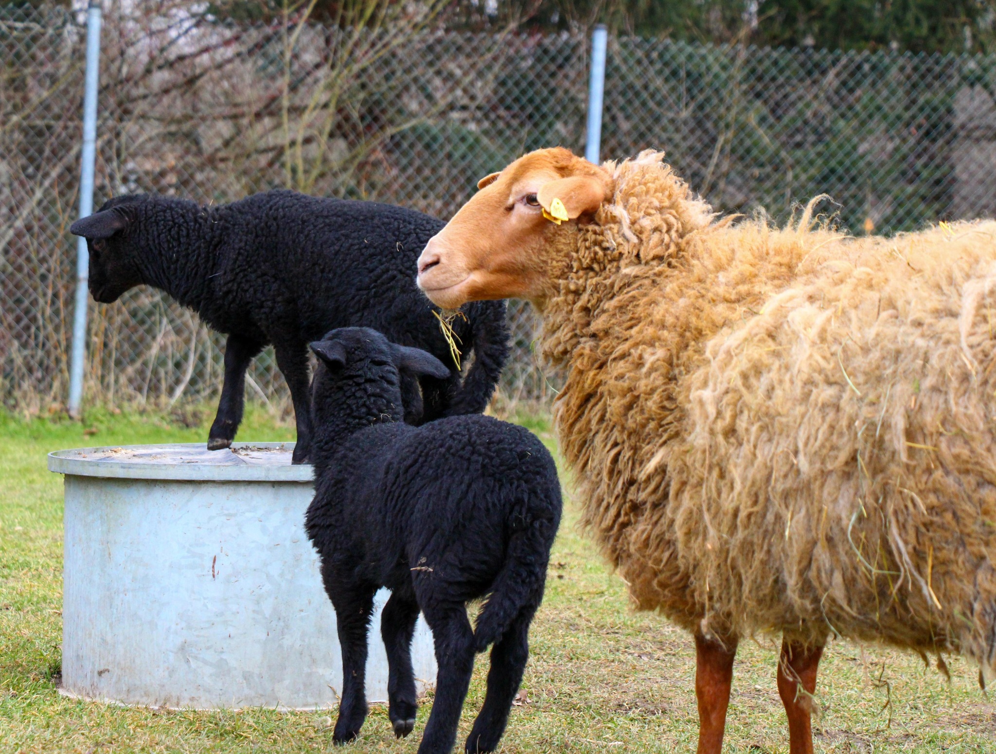 Ein goldgelbes Schaf mit zwei kleinen schwarzen Lämmchen auf der Wiese