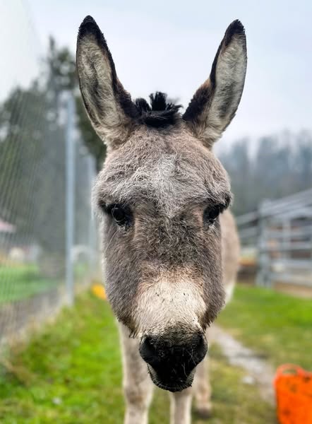 Grauer Esel