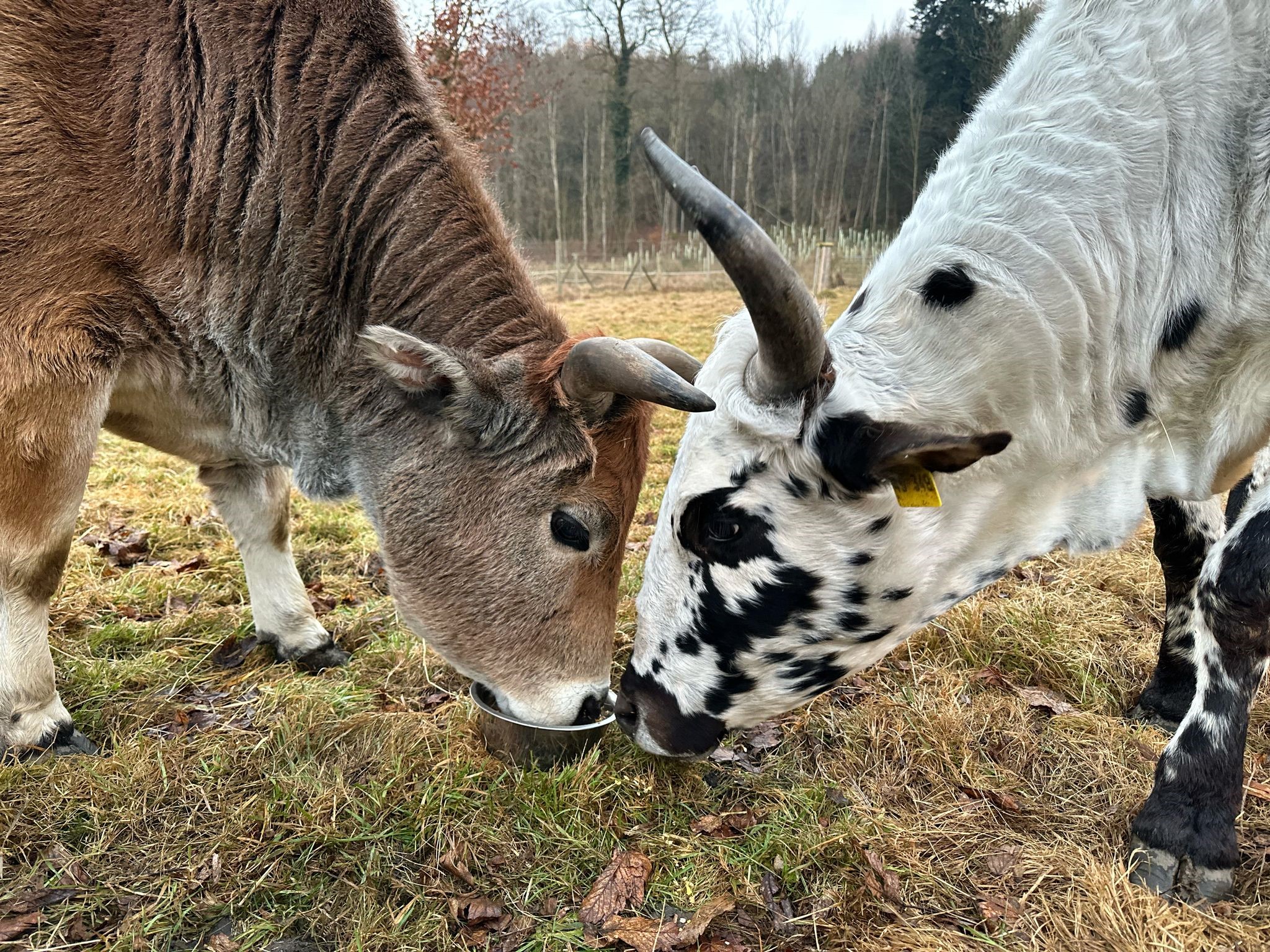 Zwei Ochsen, einer hellbraun, der andere weiß mit vielen schwarzen Flecken trinken aus einer Aluschale 