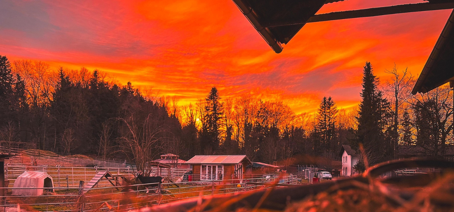 ein stimmungsvoller Sonnenuntergang in tiefem rot und orange mit Blick auf einen Hof mit Ziegen, Gebäuden und vielen Bäumen