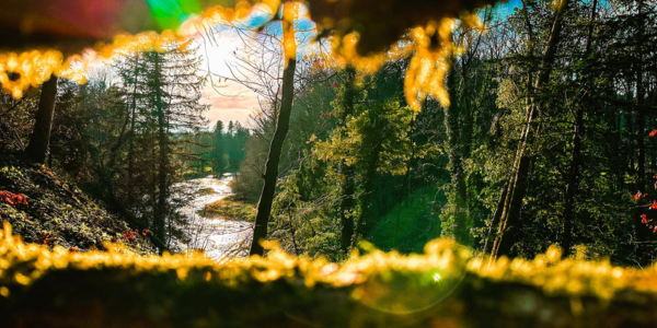 Fluss durch einen Wald im Abendlicht