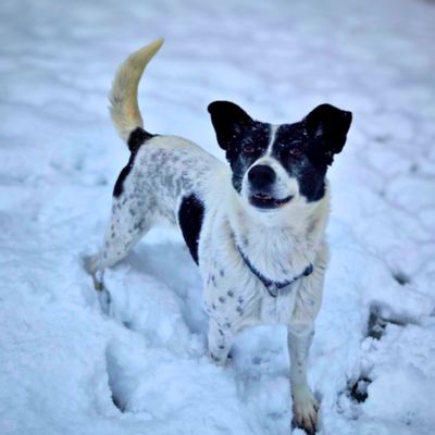 Ein weißer Hund mit schwarzen Ohren steht im Schnee und schaut freundlich in die Kamera