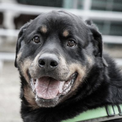 Schwarzer Rottweiler Rüde mit grünem Halsband