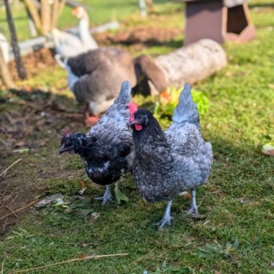 Zwei graue Hühne auf einer Wiese im Sonnenschein