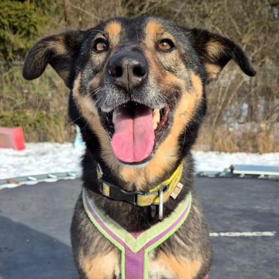 Ein brauner Hund sitzt auf einem Trampolin und schaut mit heraushängender Zunge freundlich 