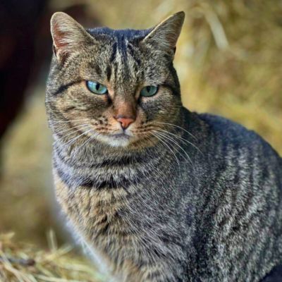 Eine getigerte Katze sitzt im Stroh