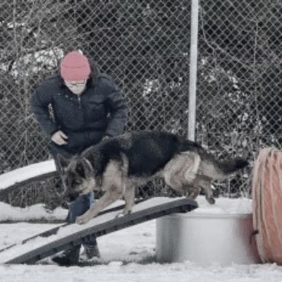 Eine Frau trainiert mit einem schwarz-braunen Schäferhund auf einem Holzbalken im Winter, es liegt Schnee