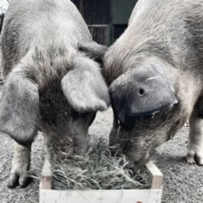 Zwei Schweine beim Fressen von Heu