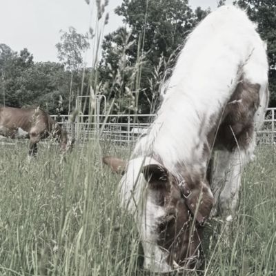 Ein braunes Pferd mit weißer Mähne steht auf einer grünen Wiese, im Hintergrund Bäume und weitere Pferde