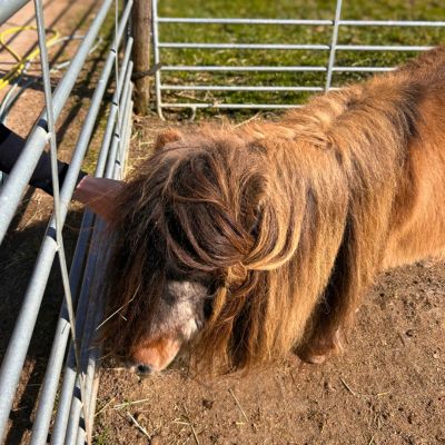 Ein braunes Pony mit wuscheligem Haar steht in der Sonne 