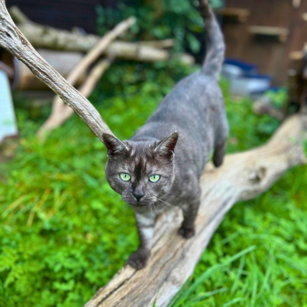 Ein grau-braun-schwarzer Kater balanciert auf einem dicken Ast über einer grasgrünen Wiese. Der Kater hat grüne Augen.