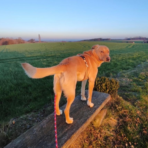 Hund steht auf einer Holzbank und schaut  über seine Schulter zurück in die Kamera, vor ihm erstreckt sich grüne Wiese und ein blauer Himmel